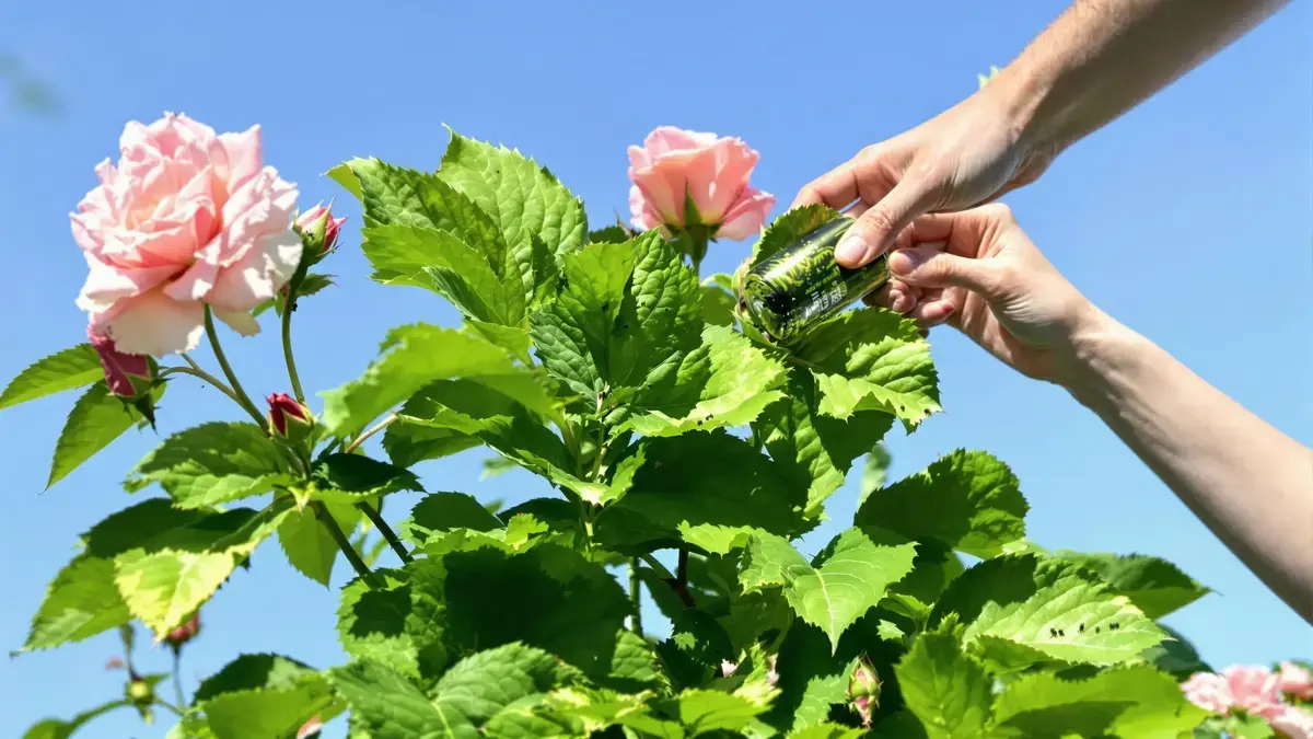 Een onbekende moestuinplant zou de sleutel kunnen zijn in de strijd tegen luizen op je rozen